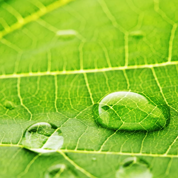 Water drops on leaf macro — Stock Photo, Image