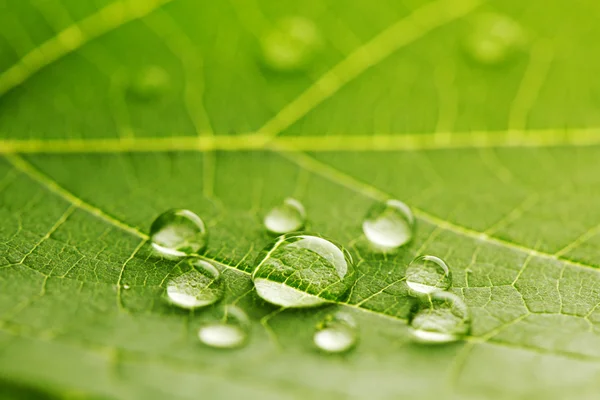 Gotas de água na macro folha — Fotografia de Stock