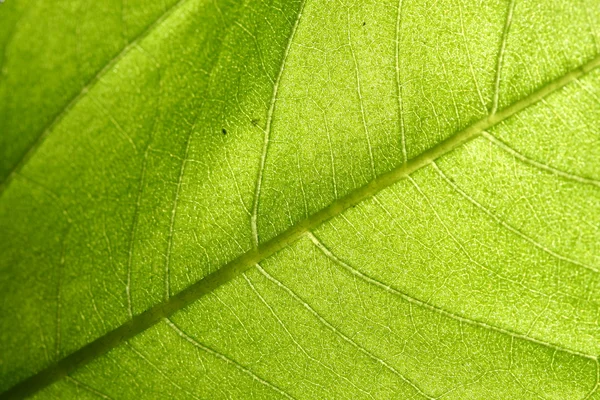 Зелений Вена аркушу — стокове фото