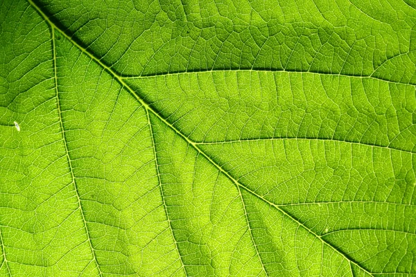 Green leaf vein — Stock Photo, Image