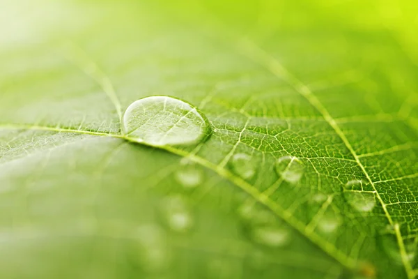 Vatten droppe på gröna löv — Stockfoto
