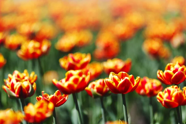 Vörös, narancssárga, sárga tulipánok — Stock Fotó