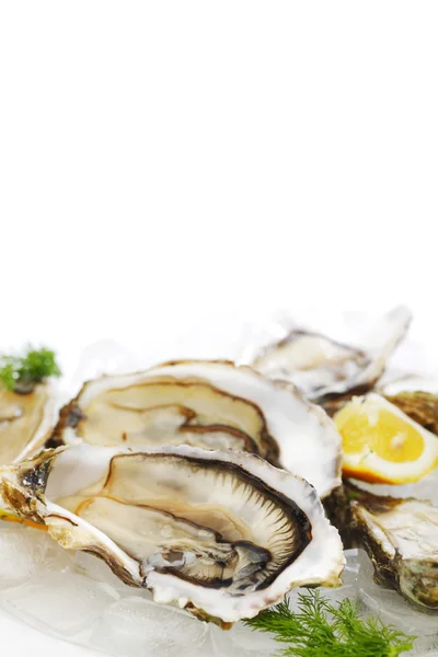 Oysters with lemon and dill — Stok fotoğraf