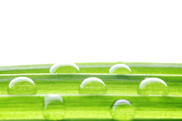 Gotas de água na grama verde — Fotografia de Stock