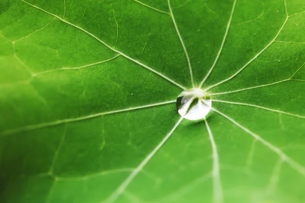 Water drop on green leaf — Stock Photo, Image