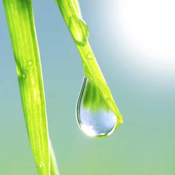 Erba con goccia di rugiada — Foto Stock