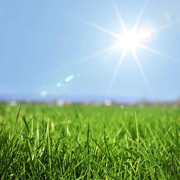 Grama de primavera na luz do sol — Fotografia de Stock