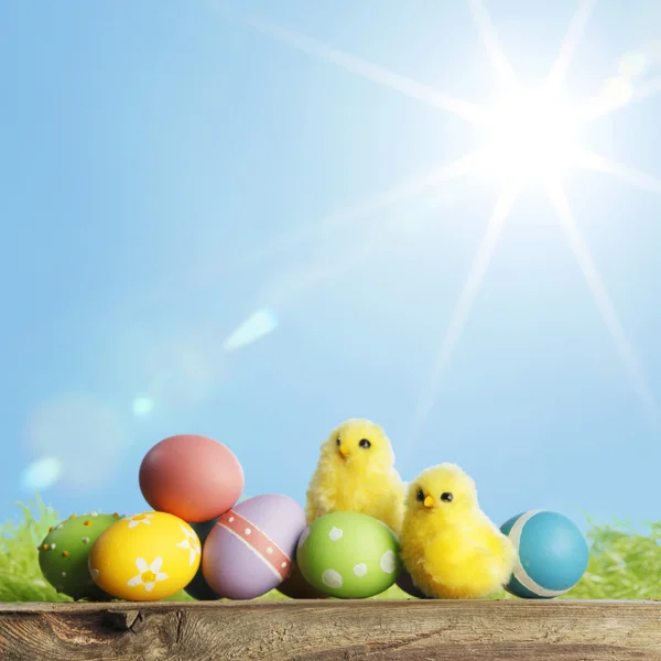 Uova di Pasqua e polli — Foto Stock