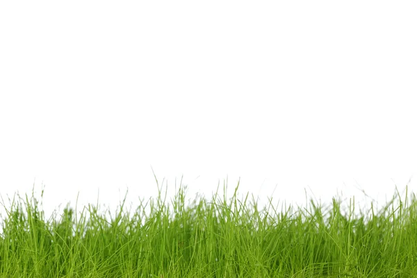 Gras — Stockfoto