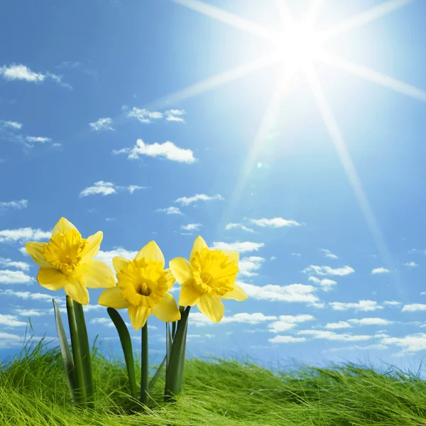 Daffodil Bloemen op het gebied — Stockfoto
