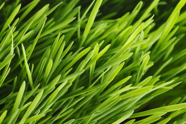 Spring grass — Stock Photo, Image