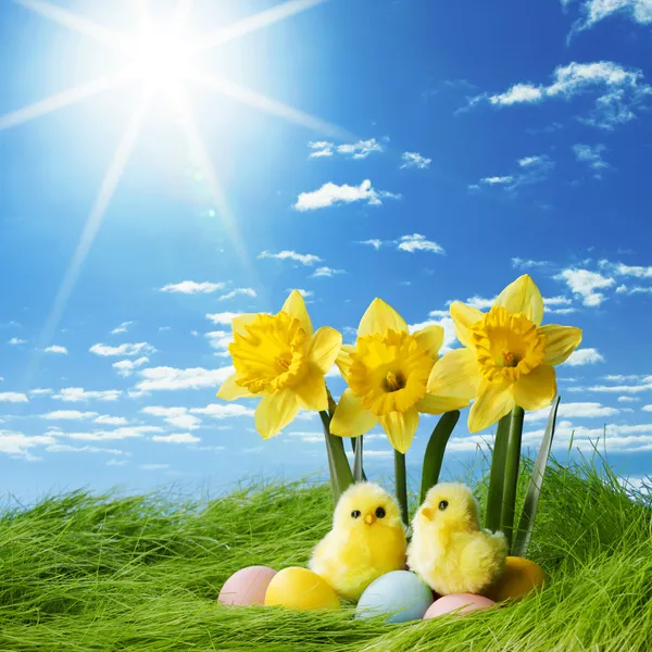 Easter eggs and daffodils — Stock Photo, Image