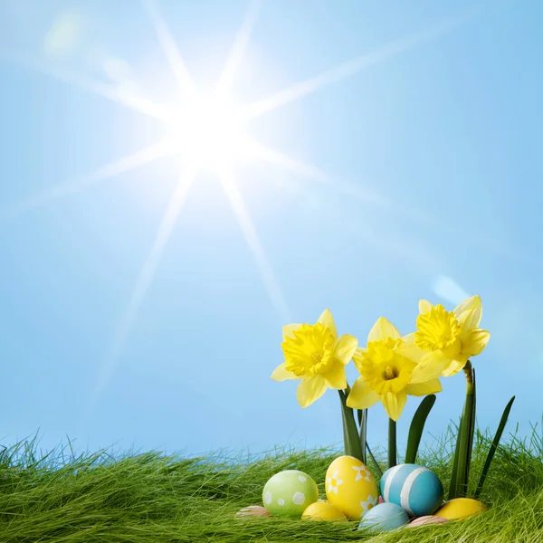 Πασχαλινά αυγά και daffodils — Φωτογραφία Αρχείου