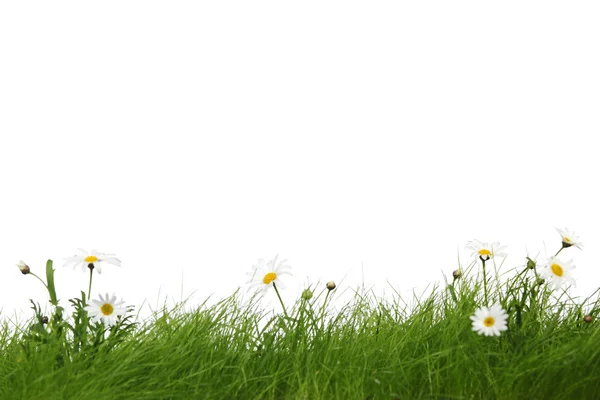 春天的草地上有雏菊 — 图库照片