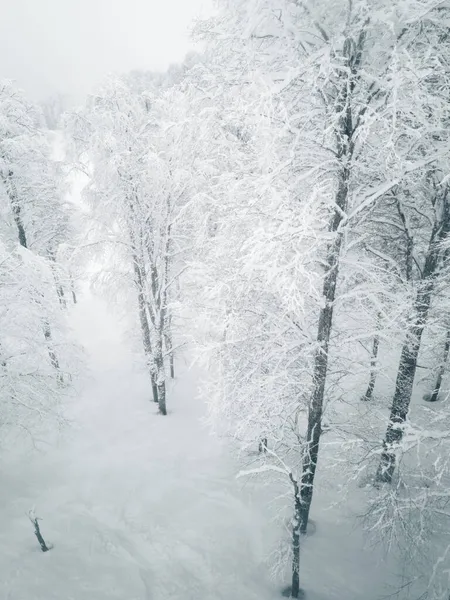 雪に覆われた落葉冬の森美しい田園風景 — ストック写真