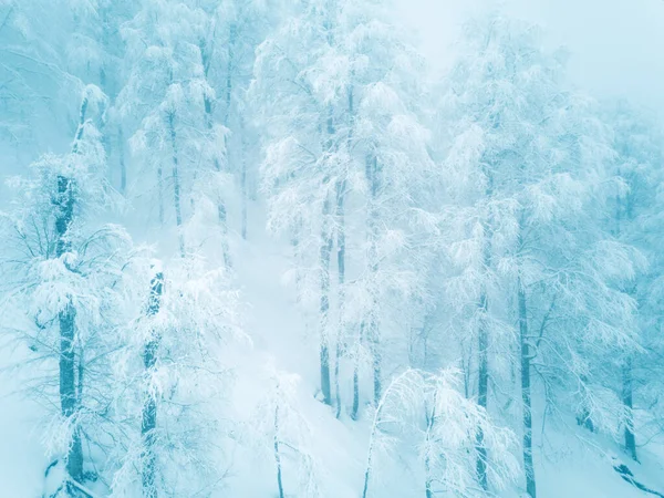 落叶冬季森林覆盖着雪地美丽的乡村风景 — 图库照片