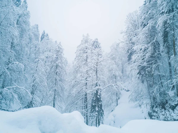 Beautiful Winter Forest Covered Snow Beautiful Rural Landscape — Stock Photo, Image