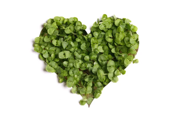 Green Heart Plants Isolated White Background Love Nature Valentines Day Stock Picture