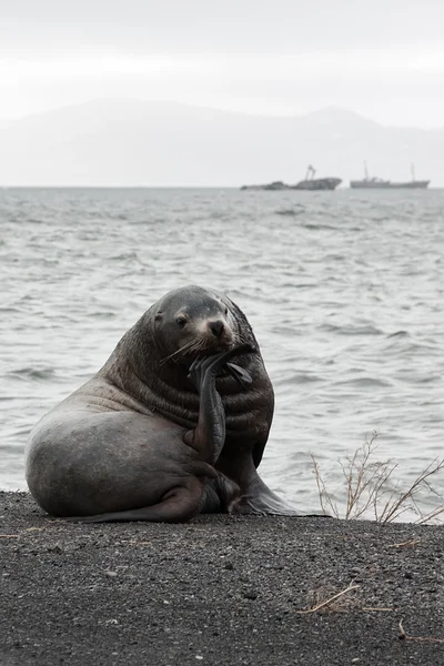 Steller Sea Lion (Eumetopias jubatus)