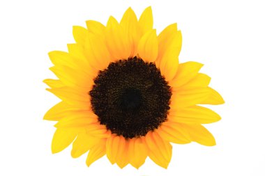 Ayçiçeği tek bloom