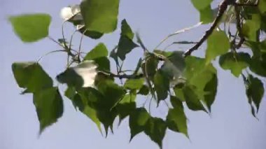 Green leaves on branch in front of blue sky.  