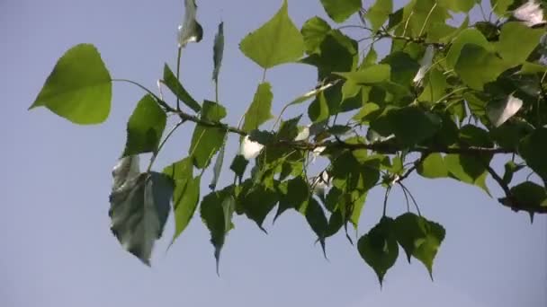 Green leaves on branch in front of blue sky.  