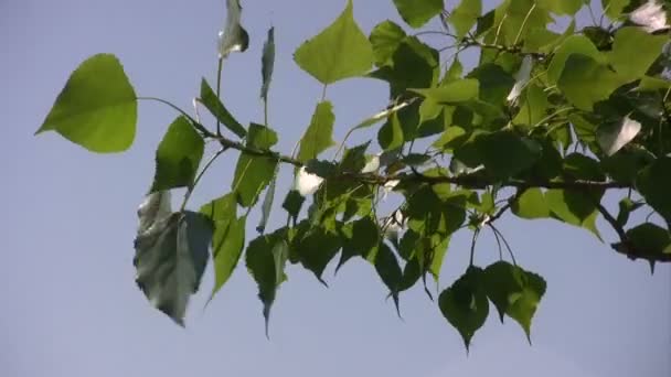 Green leaves on branch in front of blue sky.   — Αρχείο Βίντεο