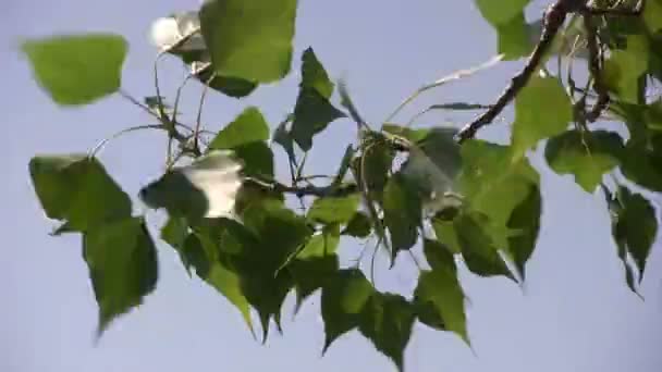 Green leaves on branch in front of blue sky.   — 비디오