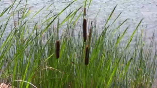 Bulrushes no vento . — Vídeo de Stock