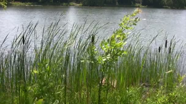 Plantes sur la rive du lac . — Video