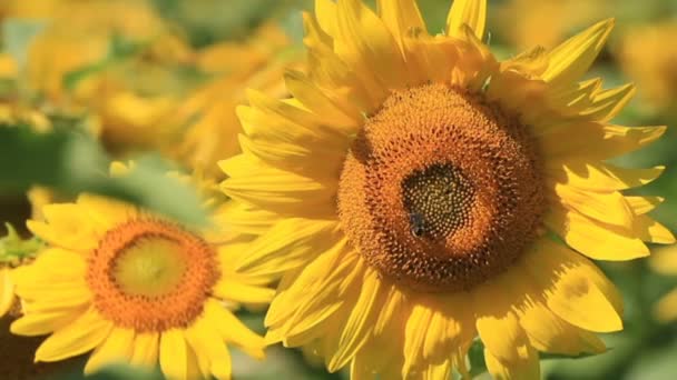 Tournesols dans le champ de tournesol avec abeille 