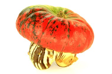 Türban squash