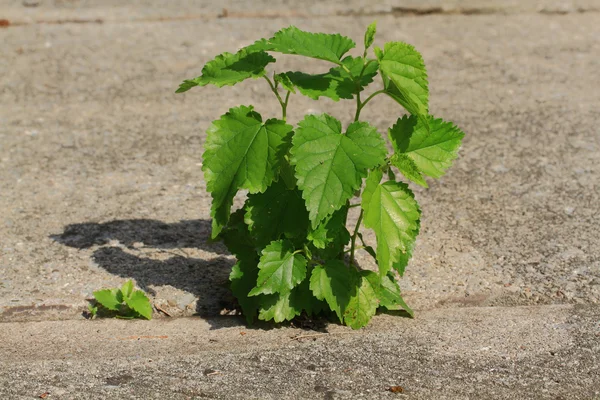 Power of Nature — Stock Photo, Image