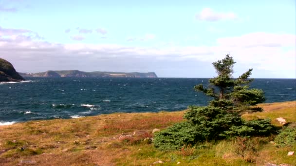 Podzim na řádku nákladů Newfoundland, Kanada. — Stock video