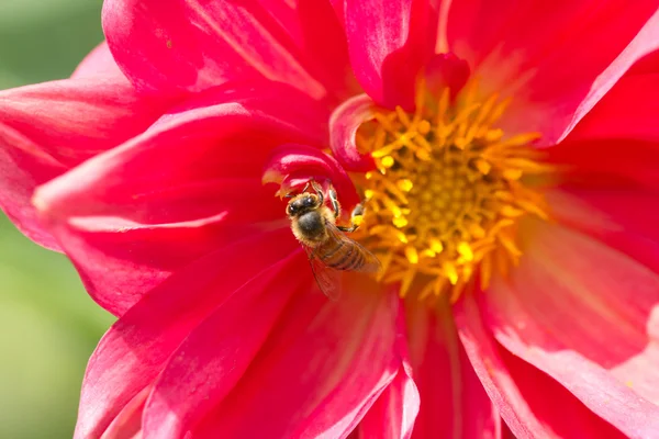 Honingbij bestuift een bloem — Stockfoto