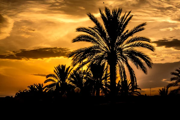 Sylwetka palm — Zdjęcie stockowe