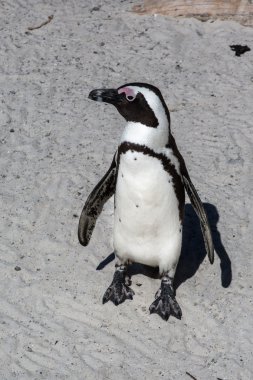Afrika penguenler