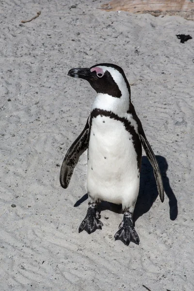 Afrikanische Pinguine — Stockfoto