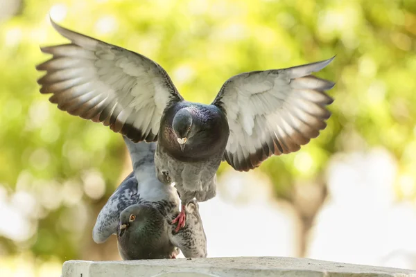 Pigeons in love — Stock Photo, Image