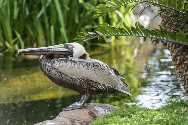 A pelikán, a tóba — Stock Fotó