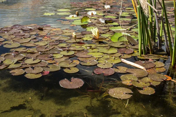 Water lily — Stock Photo, Image