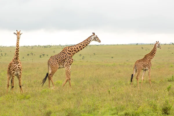 Familia de jirafas en Kenia — Foto de Stock