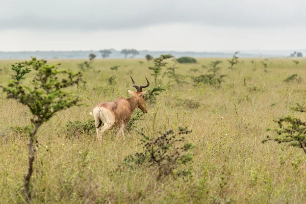 Vahşi bir Impala — Stok fotoğraf