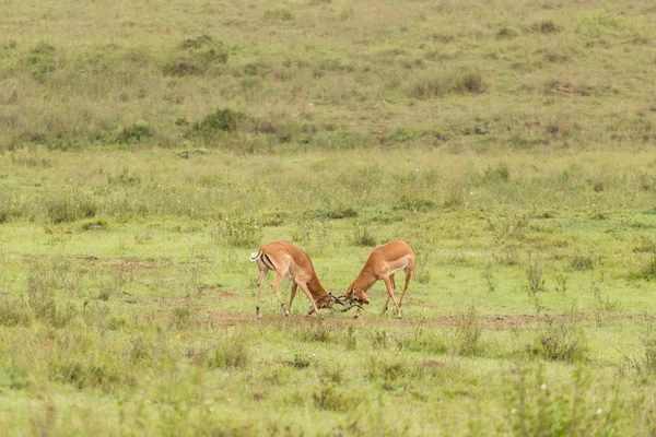 두 남성 impalas 싸움 — 스톡 사진