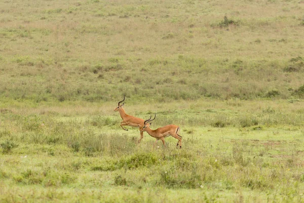 Zwei Impalas laufen in freier Wildbahn — Stockfoto