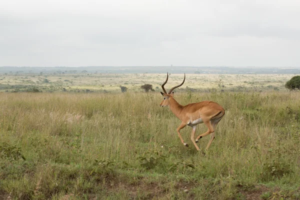 Um impala correndo na natureza — Fotografia de Stock