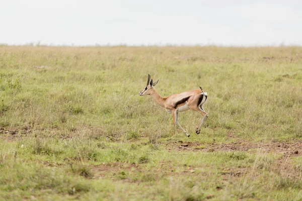 Um impala correndo na natureza — Fotografia de Stock