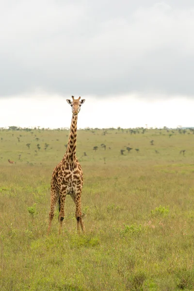 Uma girafa no Parque Nacional de Nairobi — Fotografia de Stock