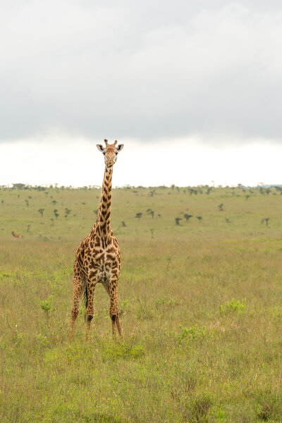 A giraffe roaming freely at the Nairobi National Park in Kenya