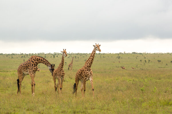 A giraffe family roaming freely at the Nairobi National Park in Kenya